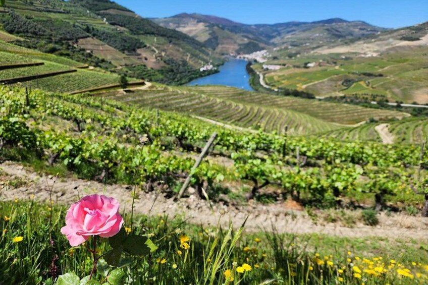 Private Douro Valley Tour (2 wineries + boat) 3