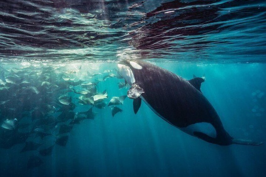 Een onderwaterlandschap met een grote walvis en een school vissen. 5