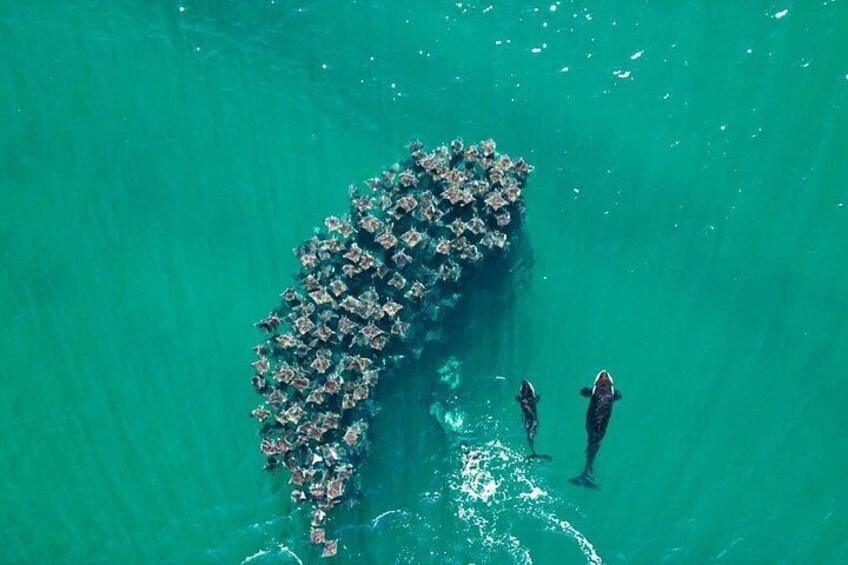 Een overzicht vanuit de lucht van een grote groep mensen die in een heldere turquoise zee zwemmen, met een koraalrifformatie zichtbaar op de achtergrond. 4