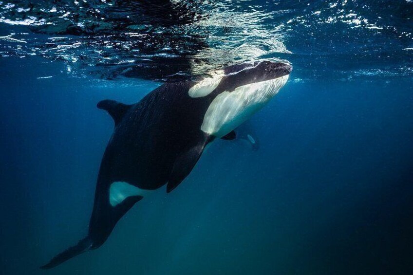 Onderwaterbeeld van een grote walvis die zwemt in helderblauw water. 2