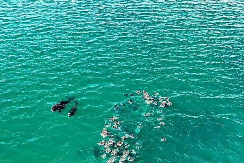 Eine Gruppe von Menschen schwimmt in einem türkisblauen Meer. 3