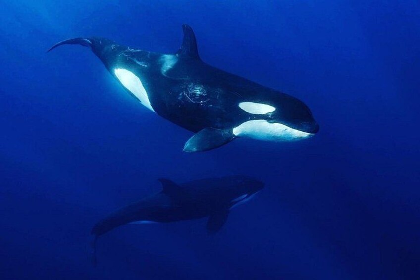 Un grande animale marino con una caratteristica macchia bianca sul dorso e una più piccola sullo sfondo. 2