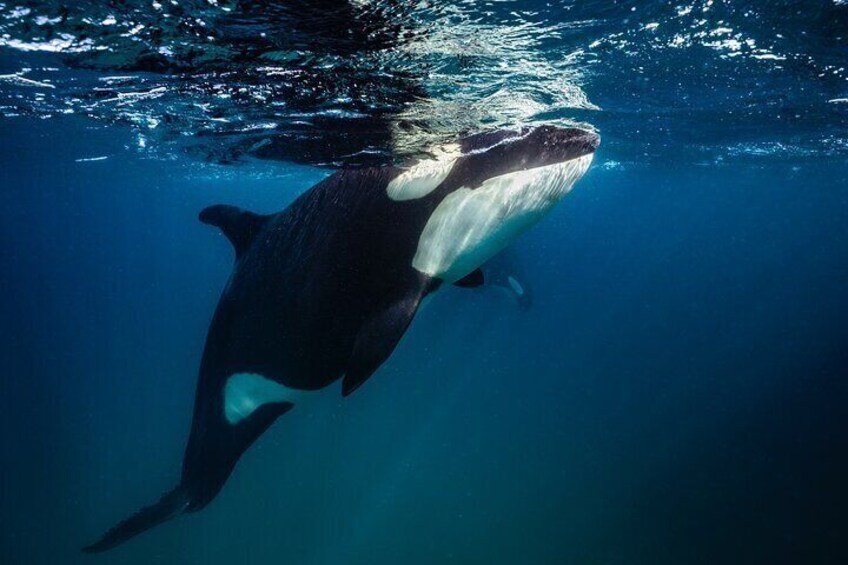 Orca and Mobula Ray Expedition in La Ventana