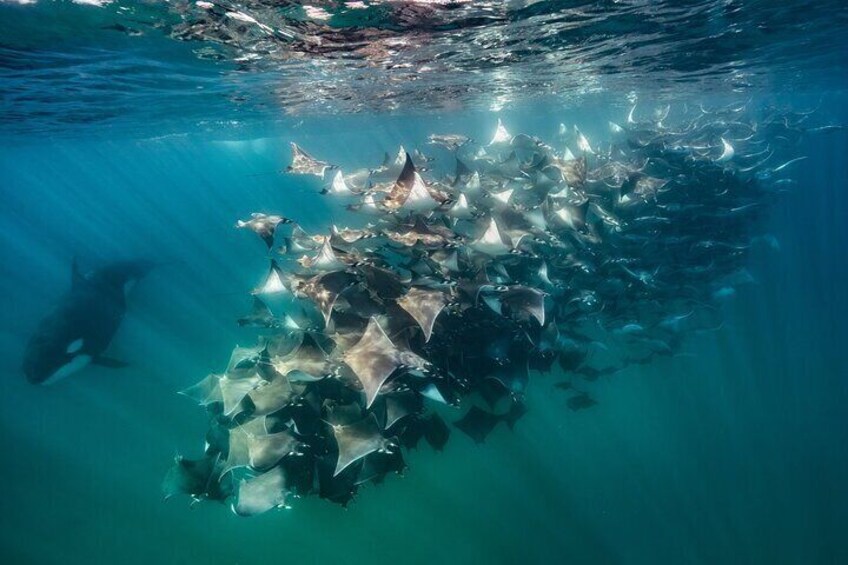 Orca and Mobula Ray Expedition in La Ventana