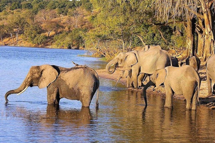 Elephants by a river, trees in the background, and a clear sky. 1