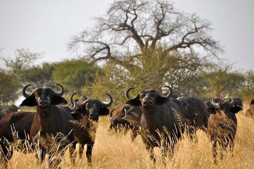 A herd of buffalo in a grassy field with trees in the background. 4