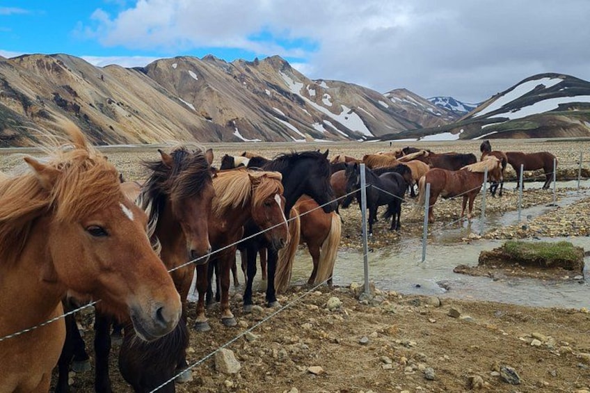 A group of horses standing behind a fence in a mountainous area with a stream. 2