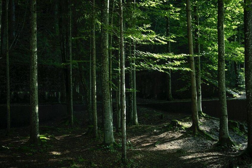 En tät skog med höga träd och en smal stig. 2