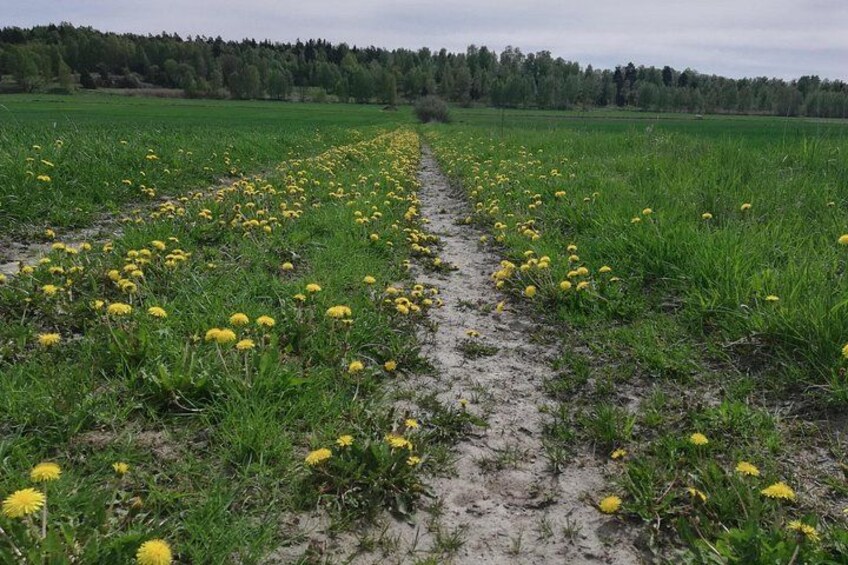 Dandelions spotted on a field on the Viking History Tour route. 2