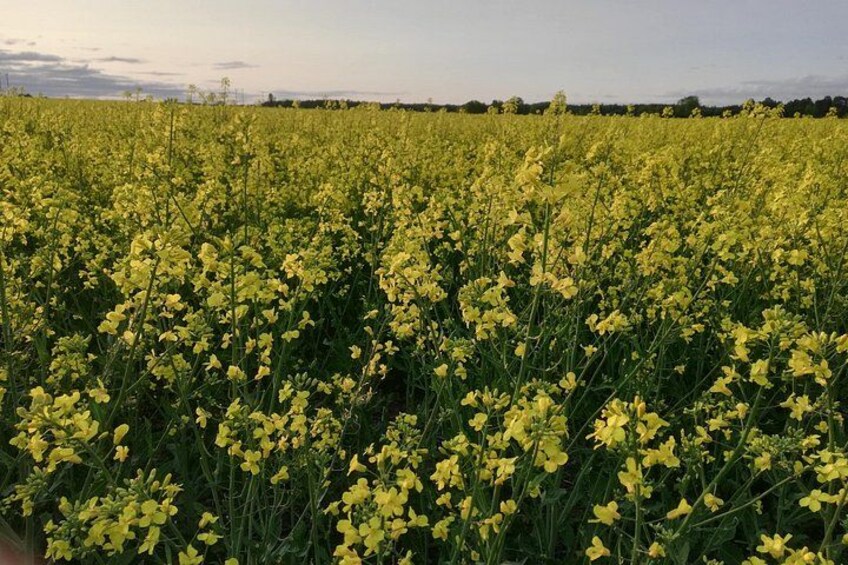 The canola fields bloom in early June and the Viking Tour passes through many of them. 4