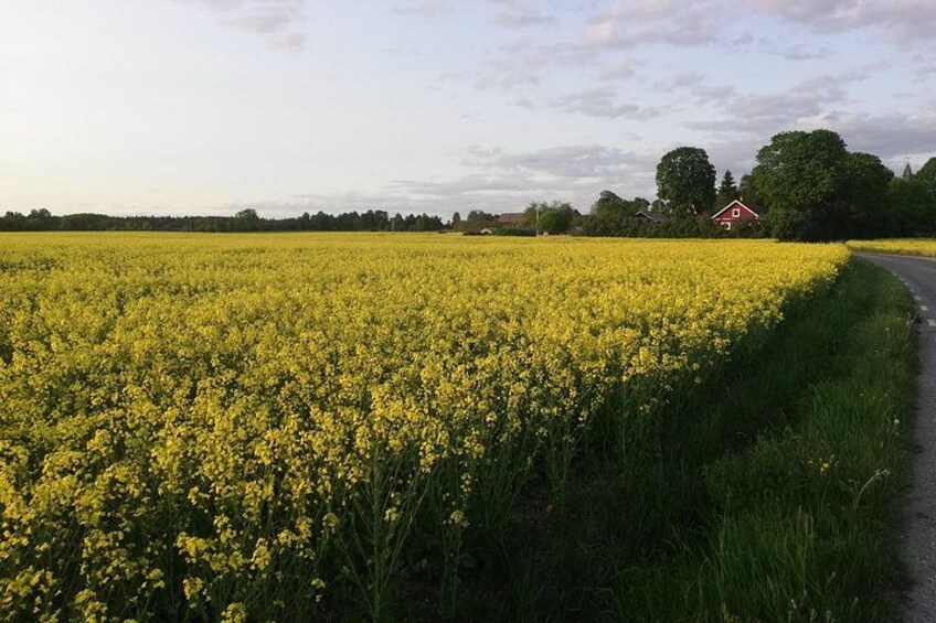 The canola fields bloom in early June and the Viking Tour passes through many of them. 3