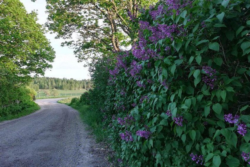 Lilacs blooming in early June. Many Swedish farm houses have these instead of fencing around there gardens. If you travel in early June on the Viking History tour, then you will pass by some. 2