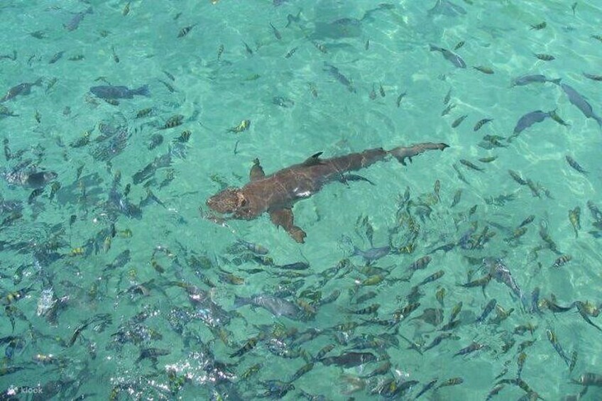 Pulau Payar Snorkeling Tour in Langkawi