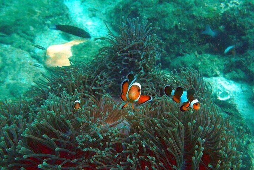 Pulau Payar Snorkeling Tour in Langkawi