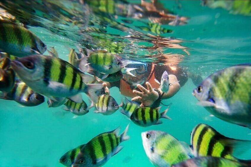 Pulau Payar Snorkeling Tour in Langkawi