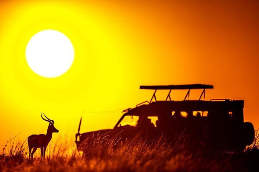 3 days Masai Mara on Private 4x4 Land Cruiser 2