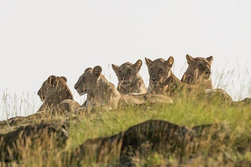3 days Masai Mara on Private 4x4 Land Cruiser 5