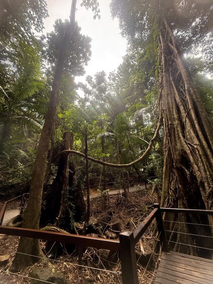 Picture 19 for Activity Brisbane: Natural Bridge, Mt Tamborine Glow Worm and Skywalk 5