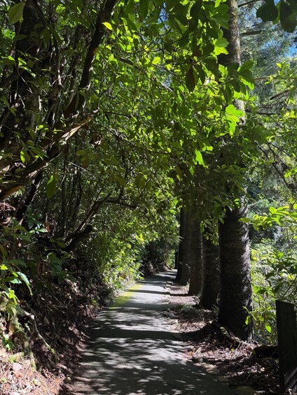 Picture 20 for Activity Brisbane: Natural Bridge, Mt Tamborine Glow Worm and Skywalk 4