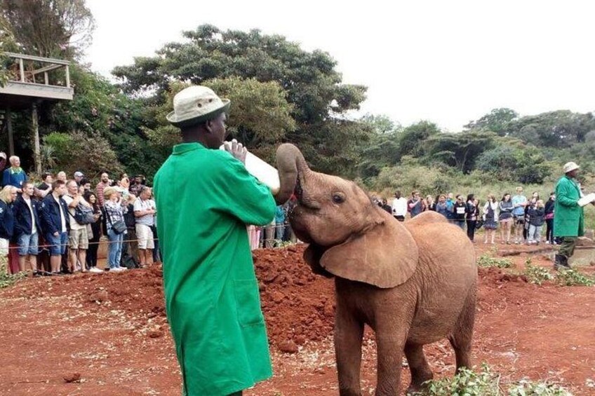 A baby elephant being fed by a person in a green coat. 4