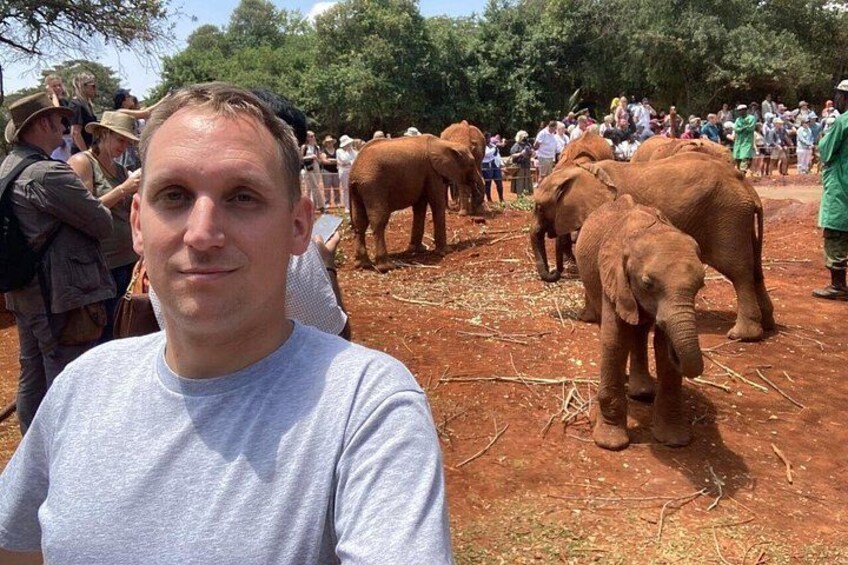 A person in a grey shirt, elephants, and a crowd of people. 1