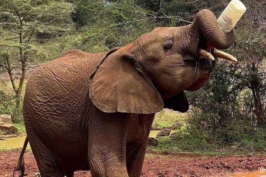 An elephant with a bottle in its trunk. 2