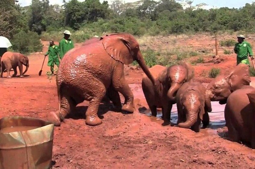 Elephants in a muddy area with people in green uniforms. 3