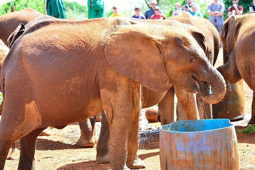 Elephants near a blue container, with people in the background. 5