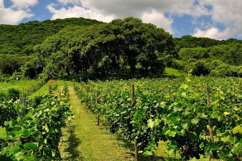 A vineyard with rows of grapevines and a hill in the background. 1