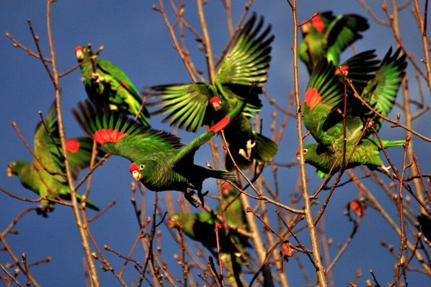 A group of green parrots with red markings on their heads perched on branches. 3