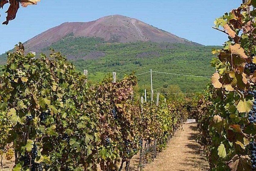 Wine tasting with tour 2