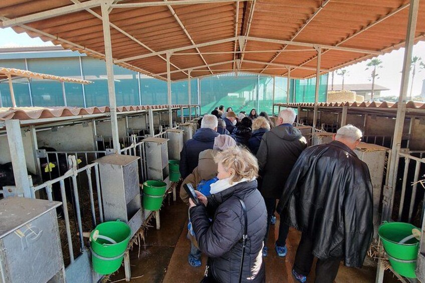 Buffalo tasting with tour 5