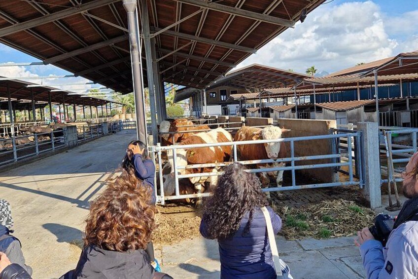 Buffalo tasting with tour 2