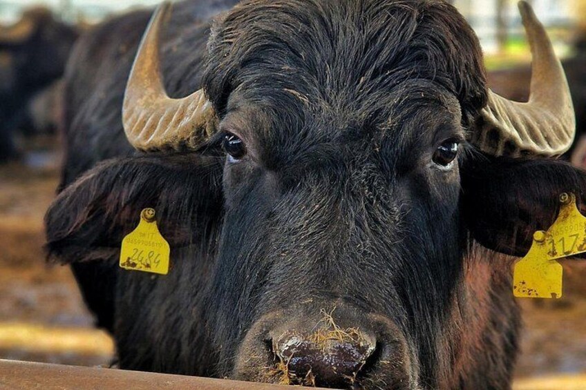 Buffalo tasting with tour 4