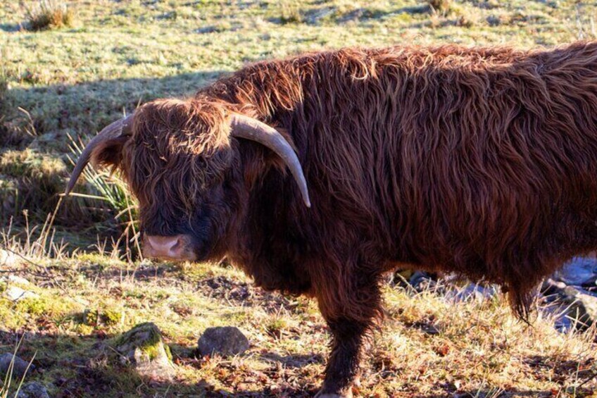 Highland Cows, Walk Alpacas & Visit A Scottish Wildlife Center