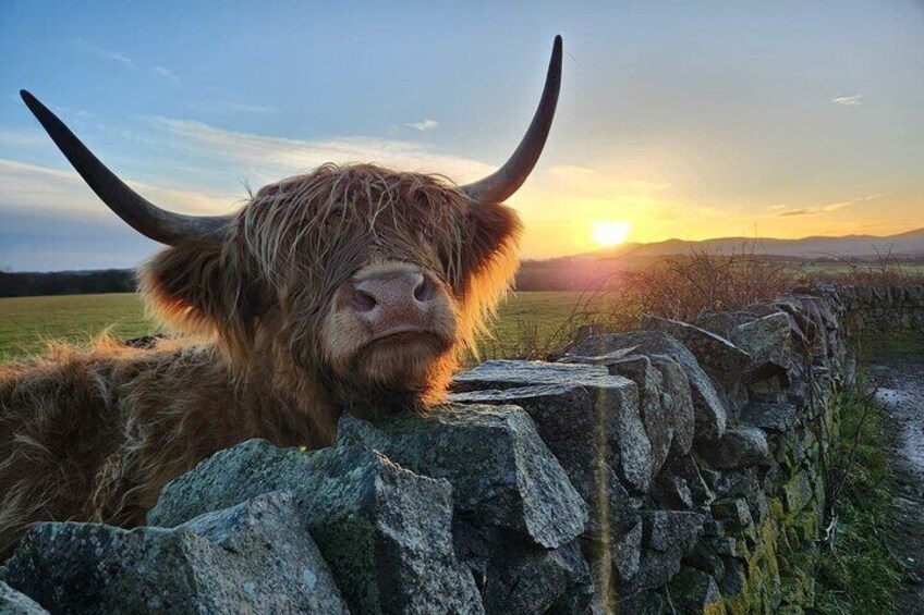 Highland Cows, Walk Alpacas & Visit A Scottish Wildlife Center