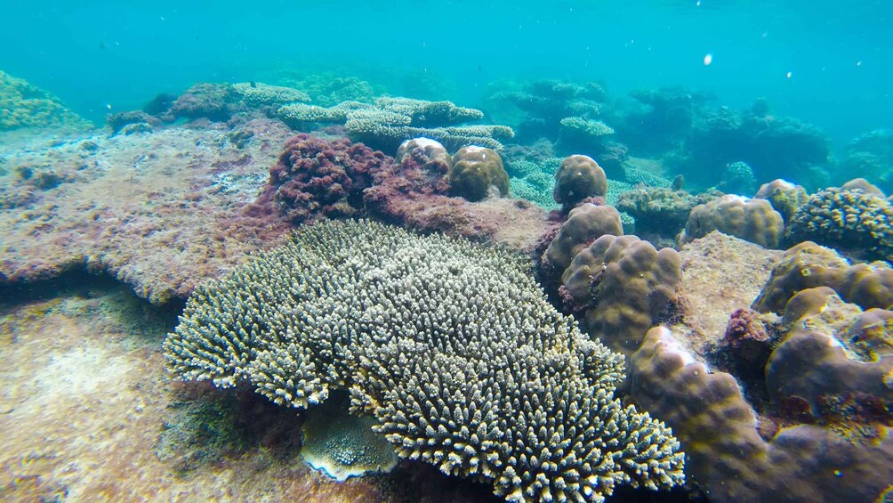 A coral reef with various types of corals, including branching and mound corals. 2