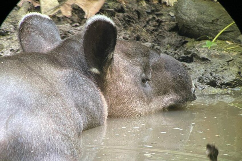 2 Days 1 Night Corcovado Jungle Adventure Sirena Ranger Station 3