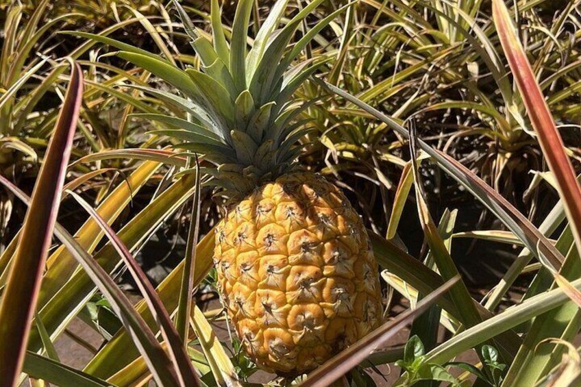 Dole Plantation, Ko Hana Rum and 3 Zipline Adventure Tour 2