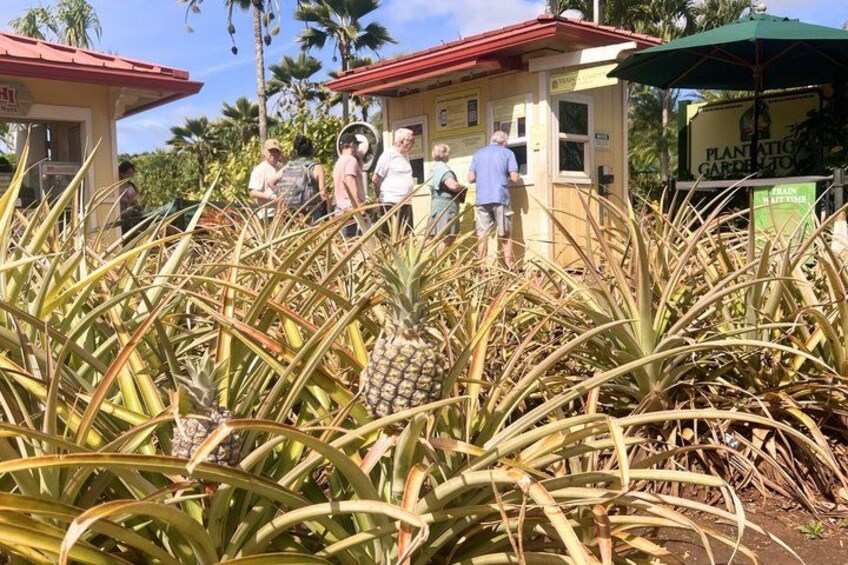 Dole Plantation, Ko Hana Rum and 3 Zipline Adventure Tour 5