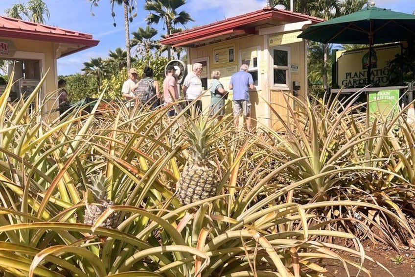 Dole Plantation, Ko Hana Rum and 3 Zipline Adventure Tour 4