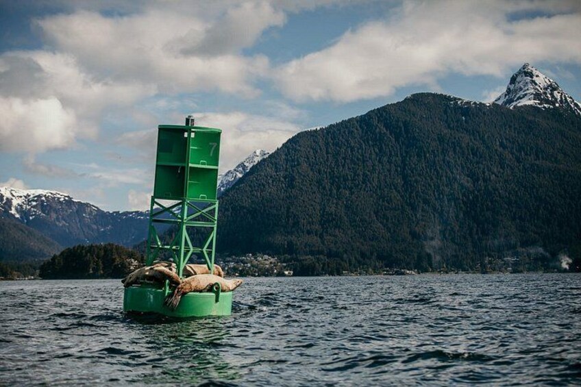 Stellar Sea Lions Resting on the bouy 4