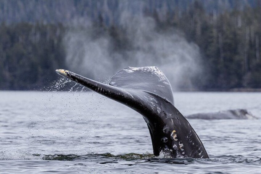 Gray Whales fluke right before a deep dive 4