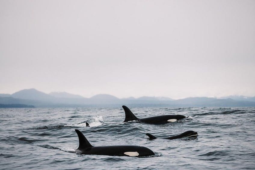 Pod of Orcas traveling through Sitka Sound 3