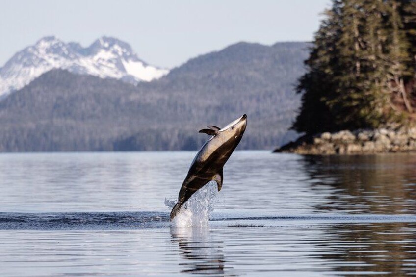 This Pacific White Sided Dolphin swam and played around our boat for an hour! 1