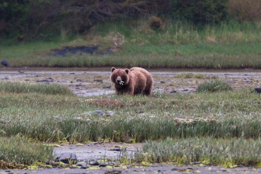 A bear in a grassy area with a river in the background. 2