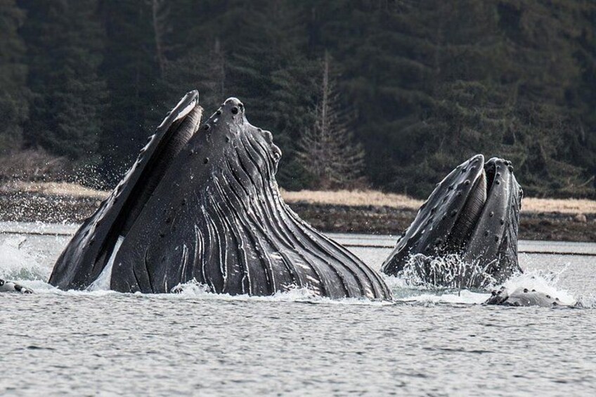 A rare sighting of bubble netting Hump Back Whales 3