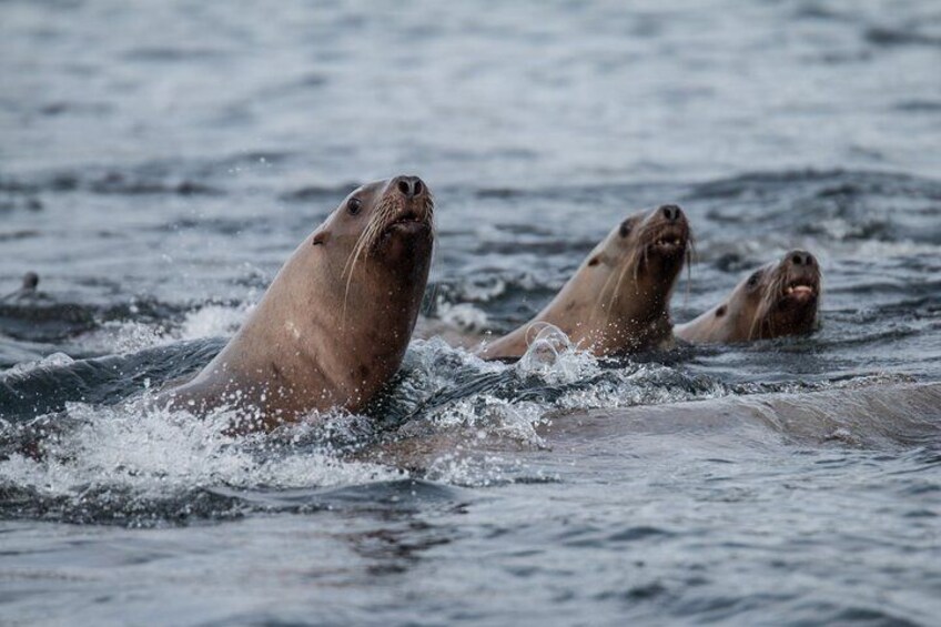 Stellar Seal Lions checking out our boat 2