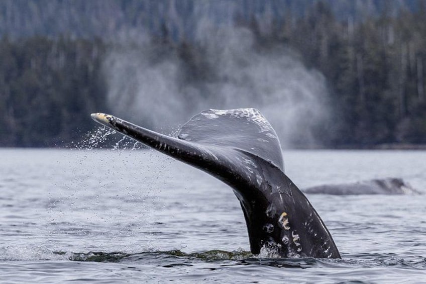Gray Whales fluke right before a deep dive 2