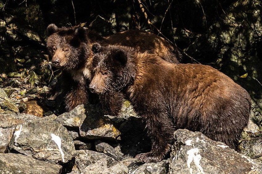 Coastal Brown Bears looking for salmon 5